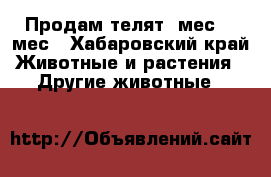 Продам телят 1мес 2.5мес - Хабаровский край Животные и растения » Другие животные   